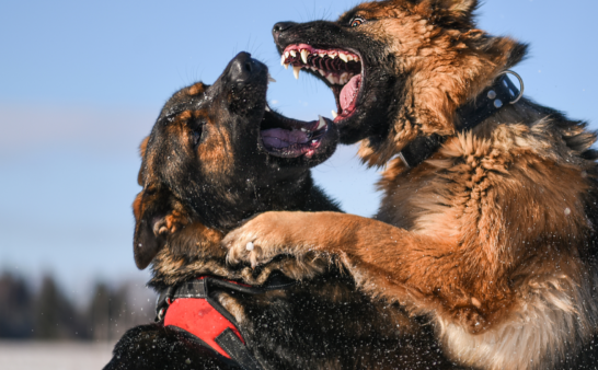 German-Shepherds-Wearing-Dog-Harnesses