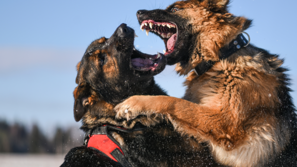 German-Shepherds-Wearing-Dog-Harnesses