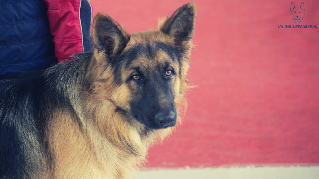 american-show-line-german-shepherd