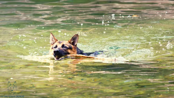 best-life-jacket-for-german-shepherd