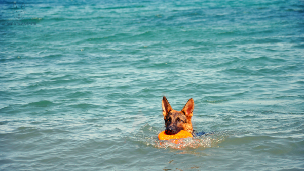 german-shepherd-swimming-in-ocean-with-life-jacket