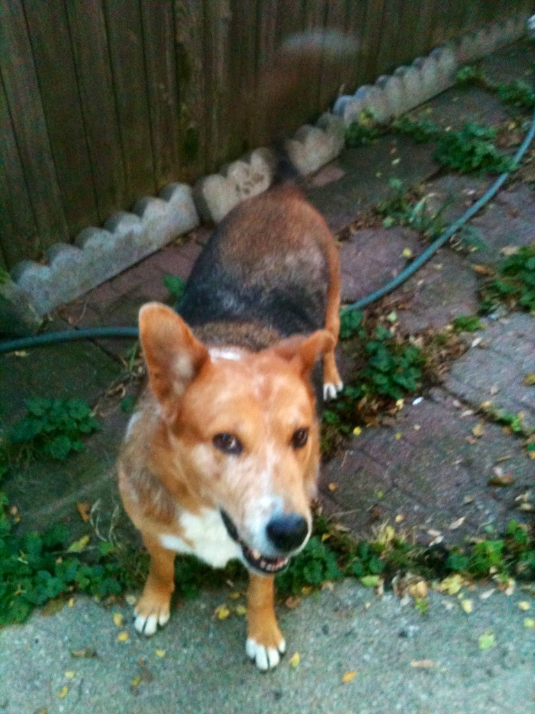 carolina-dog-german-shepherd-mix