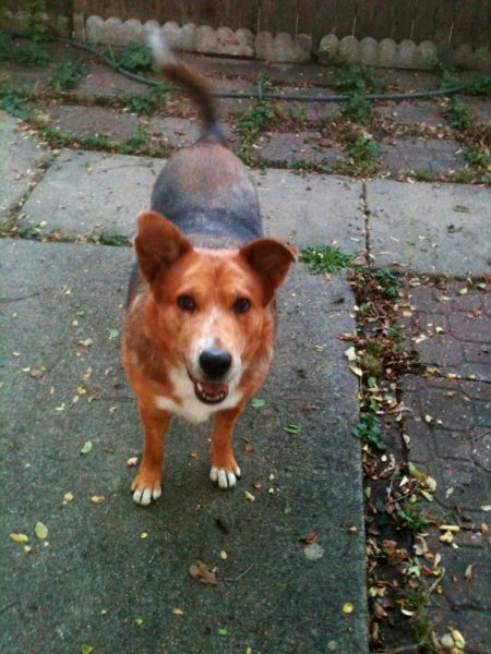 carolina-dog-german-shepherd-mix