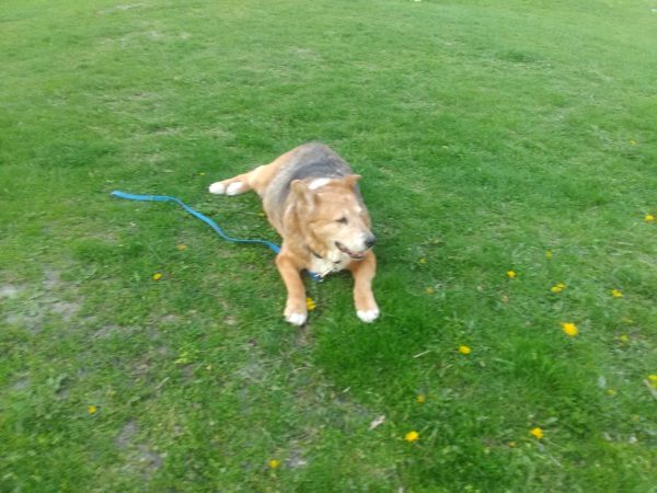 carolina-dog-german-shepherd-mix