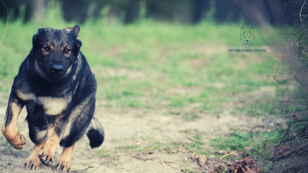 czech-working-line-german-shepherd