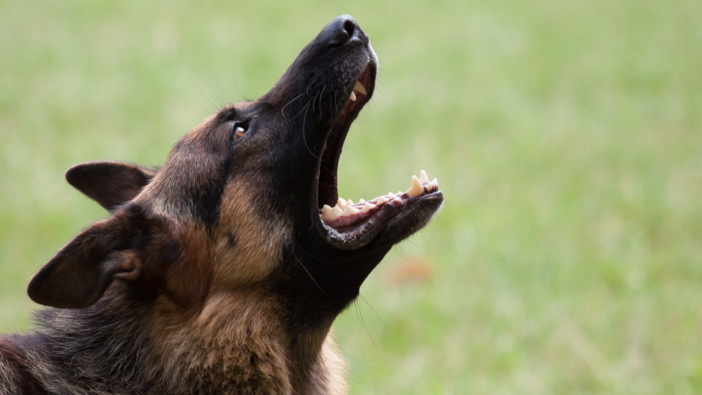 german-shepherd-dog-howling-while-standing-in-a-field
