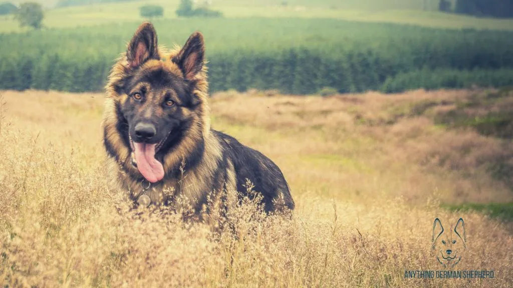 west-german-shepherd-show-line