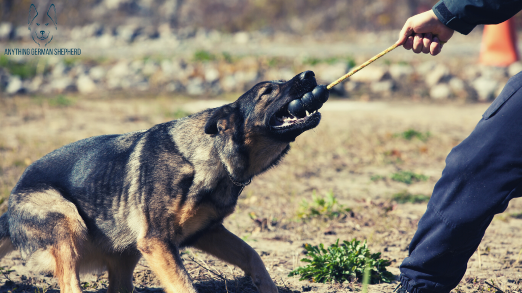 west-german-shepherd-working-line