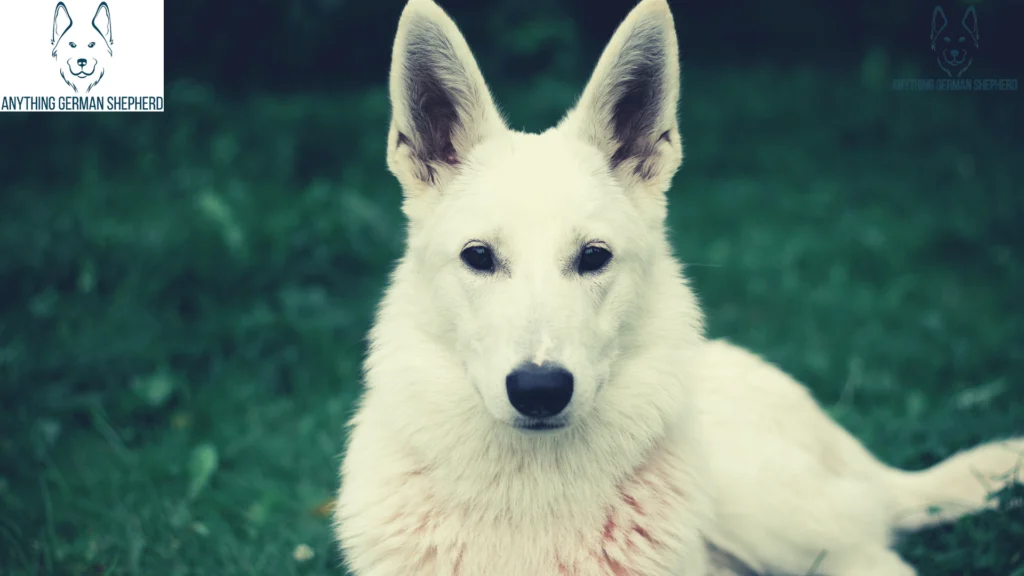 white-german-shepherd