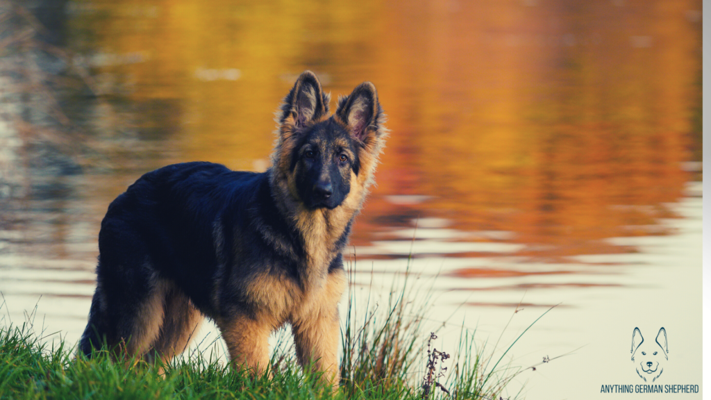 German Shepherd Breed Types: Do We Want the Best in Show?
