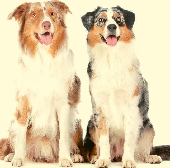 Are-Australian-Shepherds-Good-With-Other-Dogs