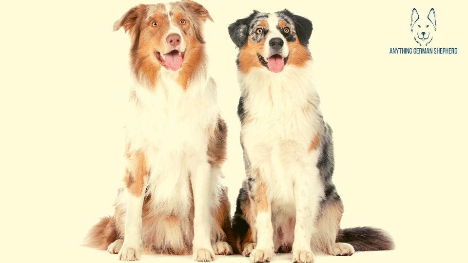 Are-Australian-Shepherds-Good-With-Other-Dogs