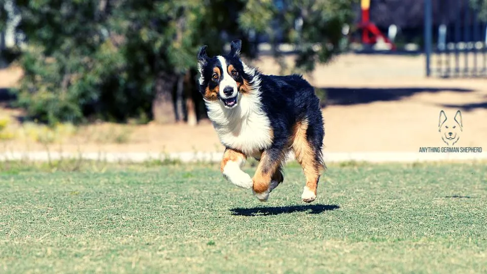 Are-Australian-Shepherds-Hyper-Dogs