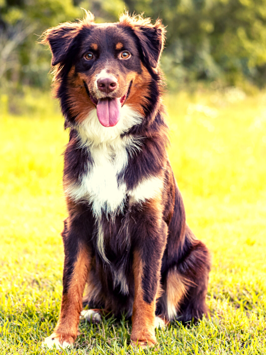 Australian-Shepherd-Heat-Tolerance