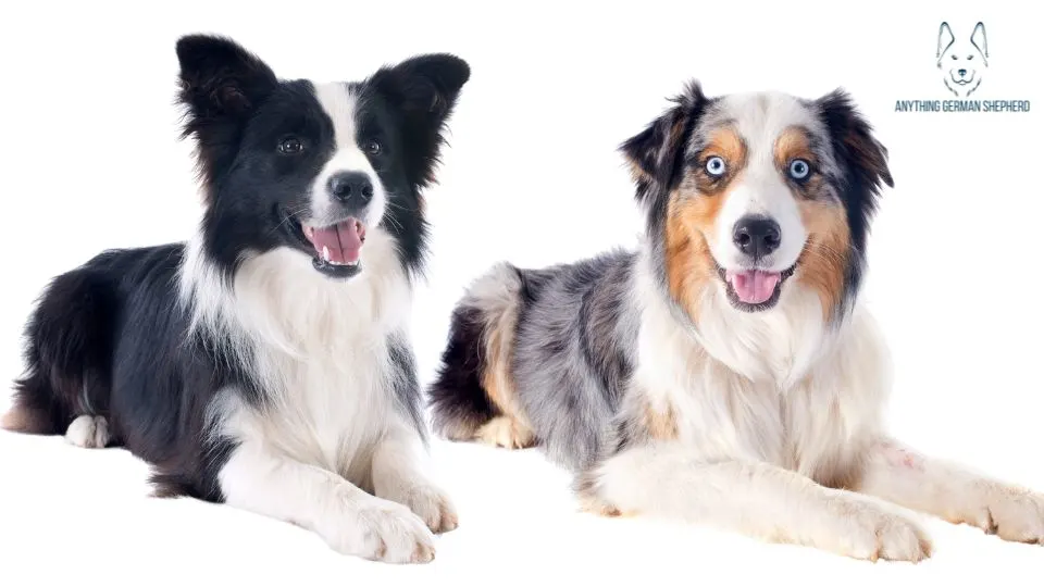 Australian-Shepherd-and-border-collie