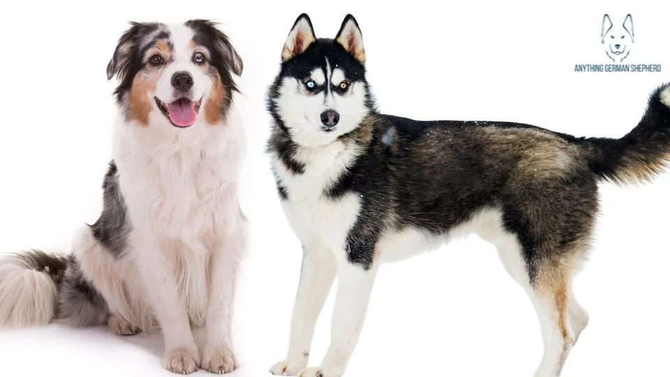 Australian-Shepherd-and-siberian-husky-sitting-together