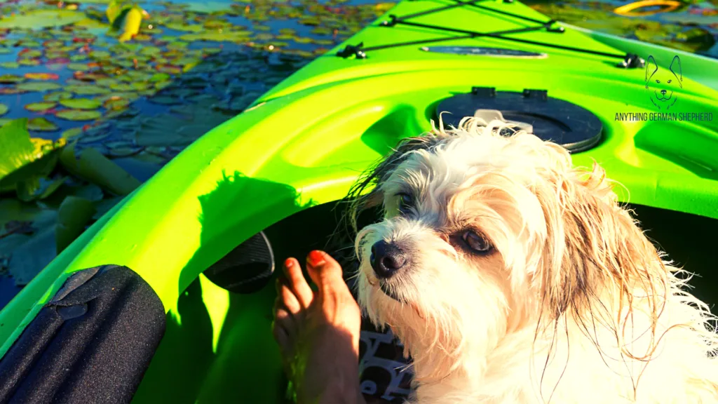 best-inflatable-kayak-for-dogs