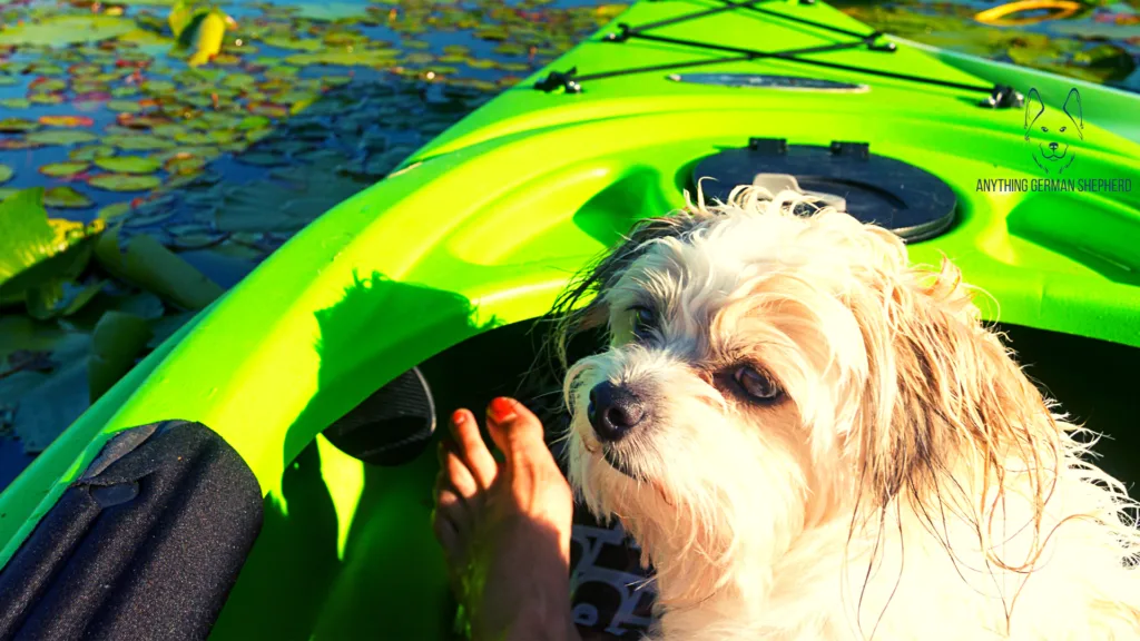 7 Best Inflatable Kayaks for Dogs 2022 15 best-inflatable-kayak-for-dogs