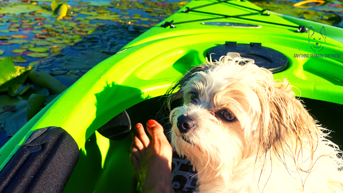 7 Best Inflatable Kayaks for Dogs 2022 (Expert Tips & Picks)