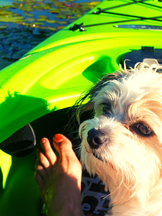 Best-Inflatable-Kayak-for-Dogs