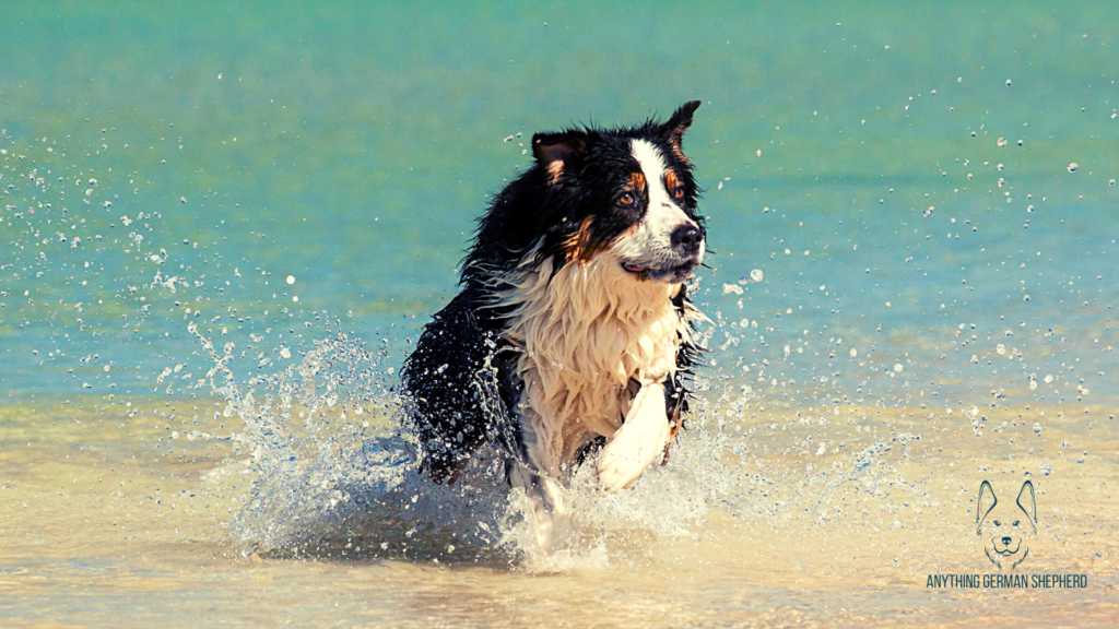 can-Australian-Shepherds-live-in-hot-weather