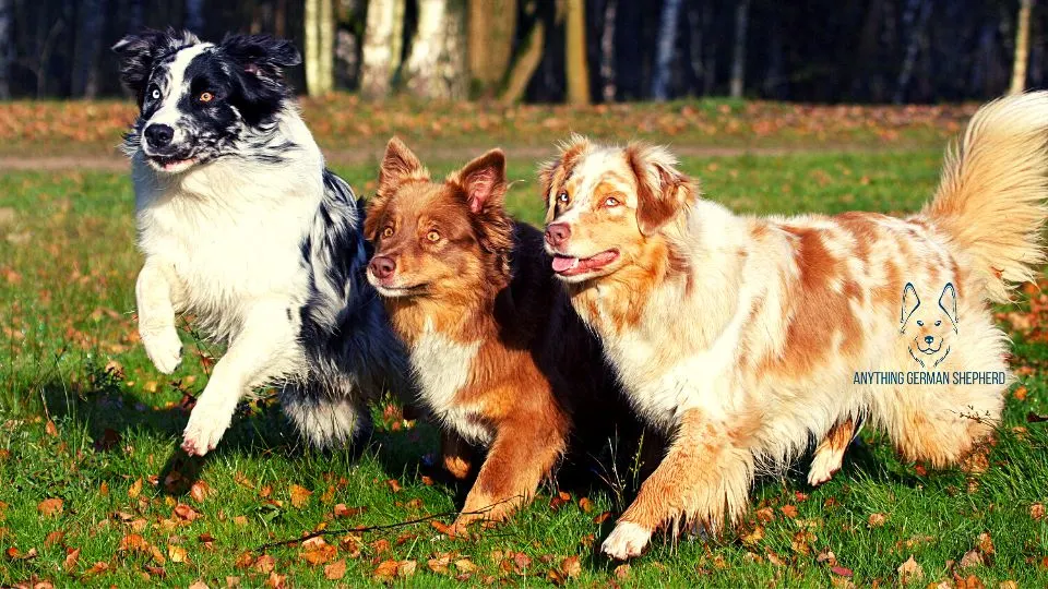 Do-Australian-Shepherds-Like-Other-Dogs