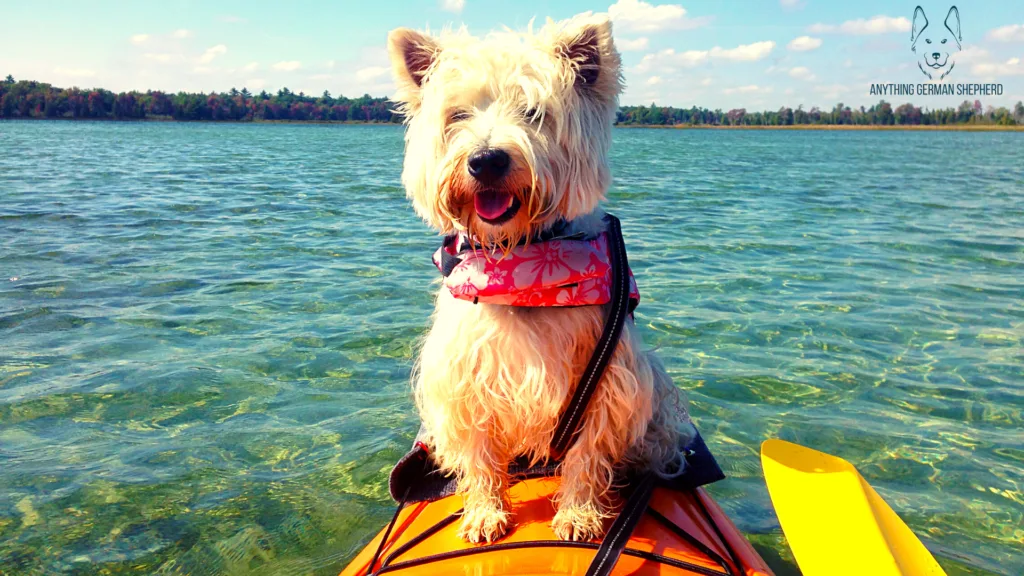 Dog-Friendly-Kayak