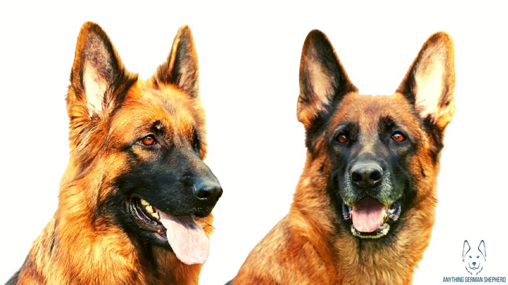 German-Shepherd-Ears-Chart