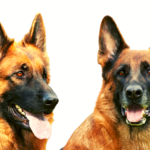 German-Shepherd-Ears-Chart