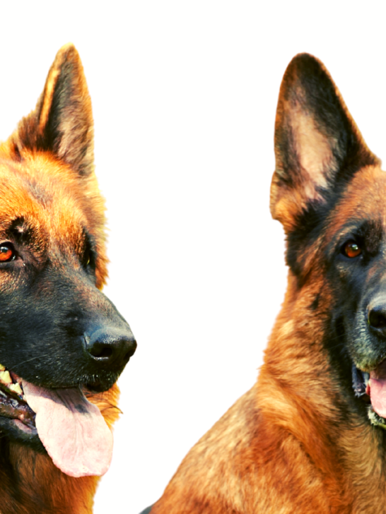 German-Shepherd-Ears-Chart