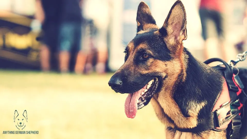 German-Shepherd-Wearing-Dog-Harness