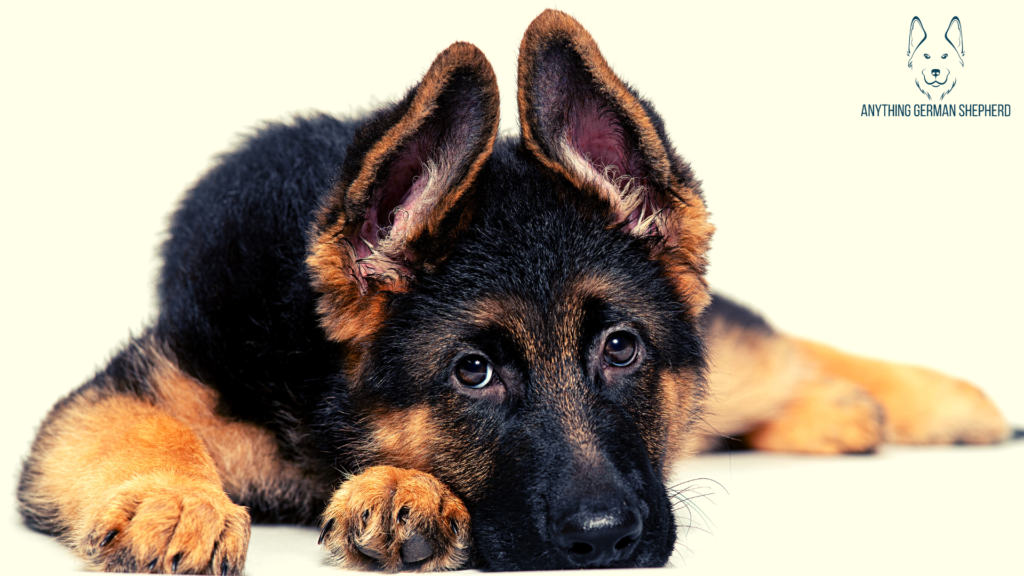 German-Shepherd-Puppy-Ear-Stages