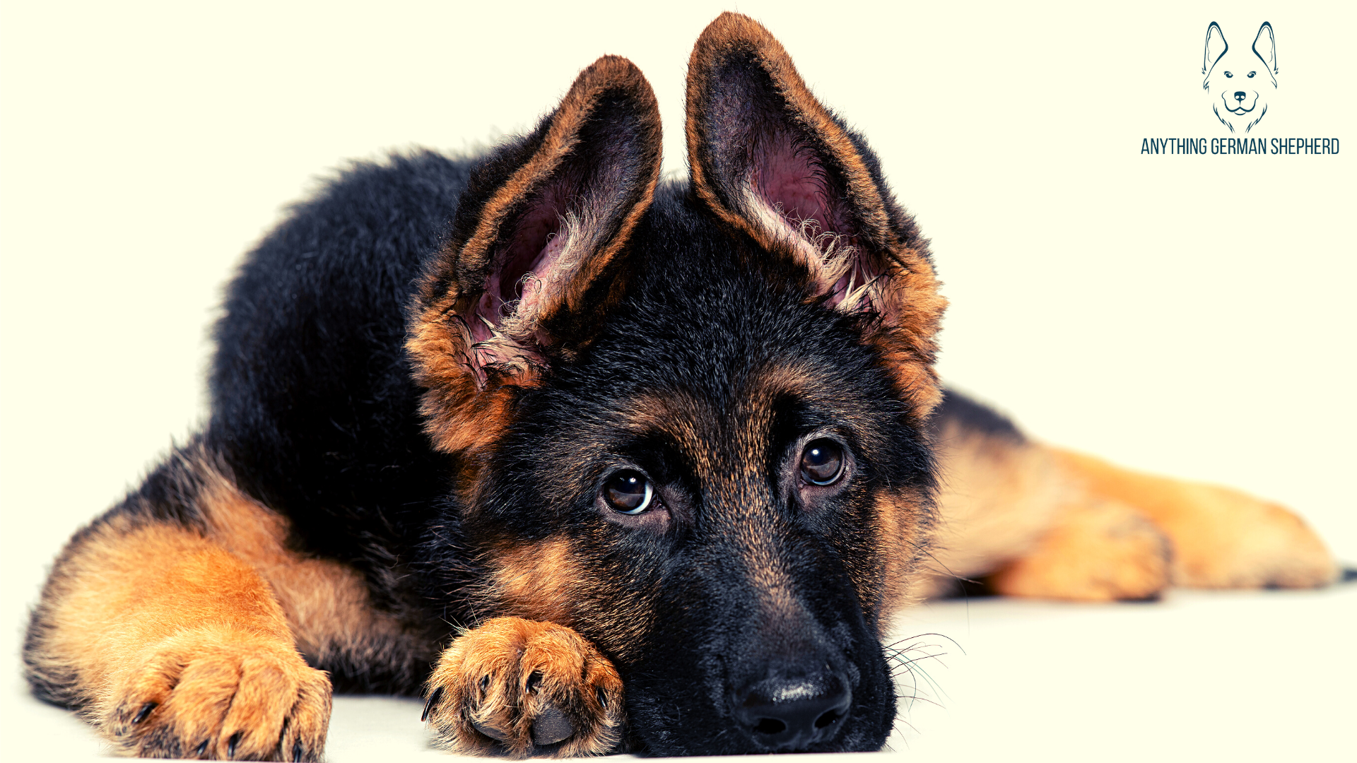 German-Shepherd-puppy-ear-stages