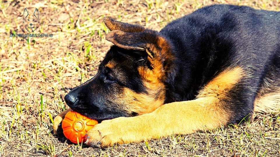 German-Shepherd-with-chew-toy-in-mouth