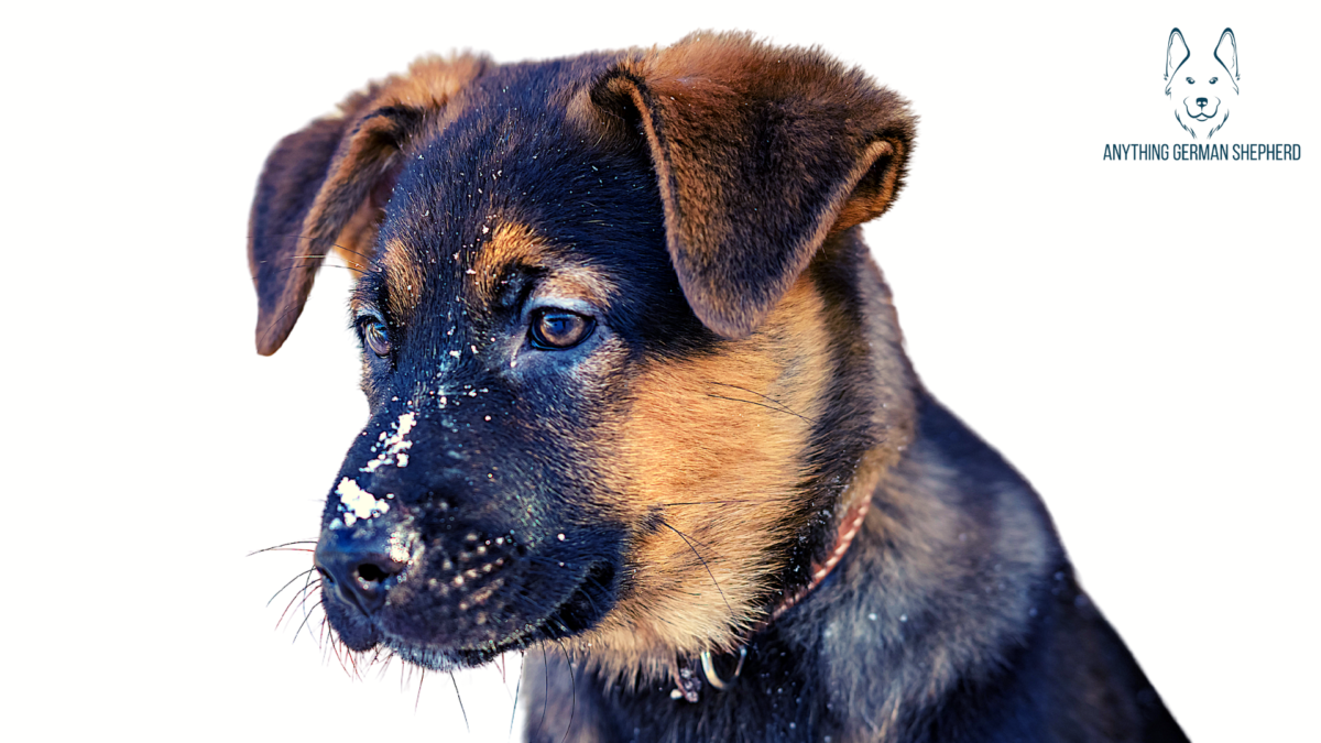 German Shepherd Puppy Ear Stages When Will They Stand Up?
