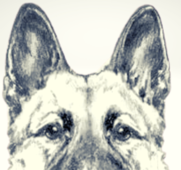 Ideal-German-Shepherd-Ears