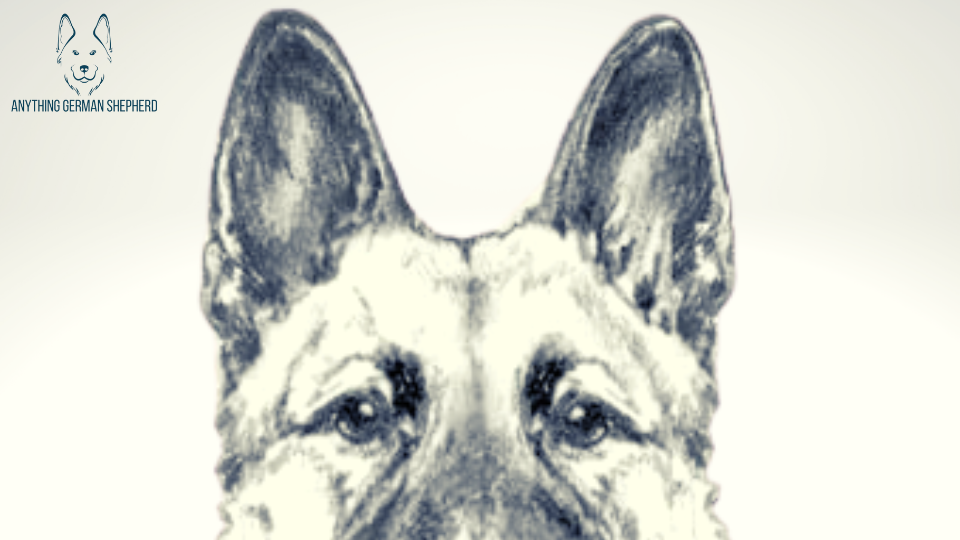 Ideal-German-Shepherd-Ears
