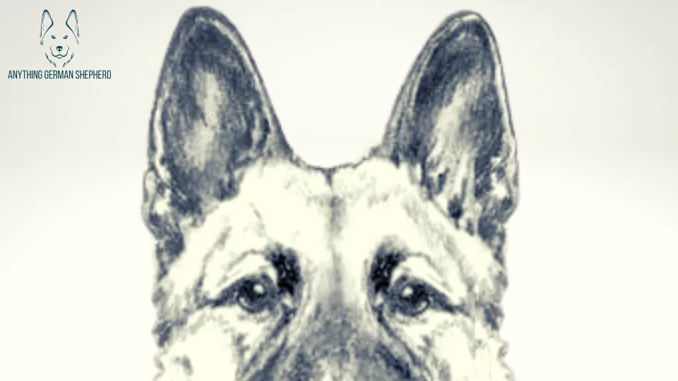 Ideal-German-Shepherd-Ears