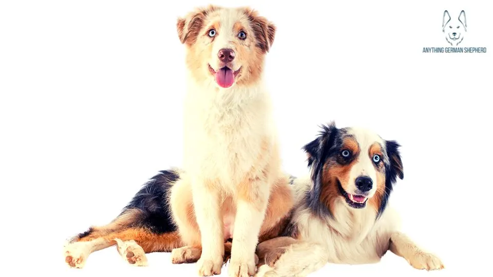 Is-It-Good-To-Have-Two-Australian-Shepherds