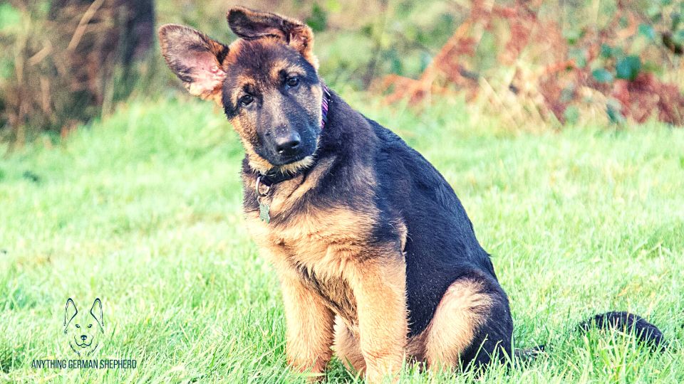 Reasons-Why-German-Shepherds-Can-Have-Broken-Ear-Cartilage