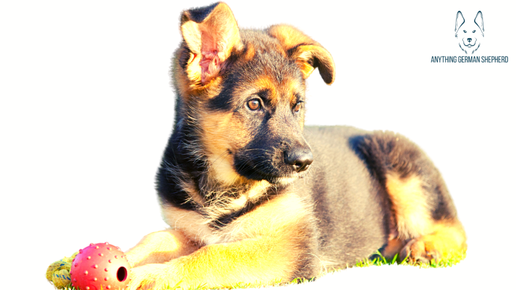 Reasons-Why-Your-German-Shepherd’s-Ears-Aren’t-Standing-Up