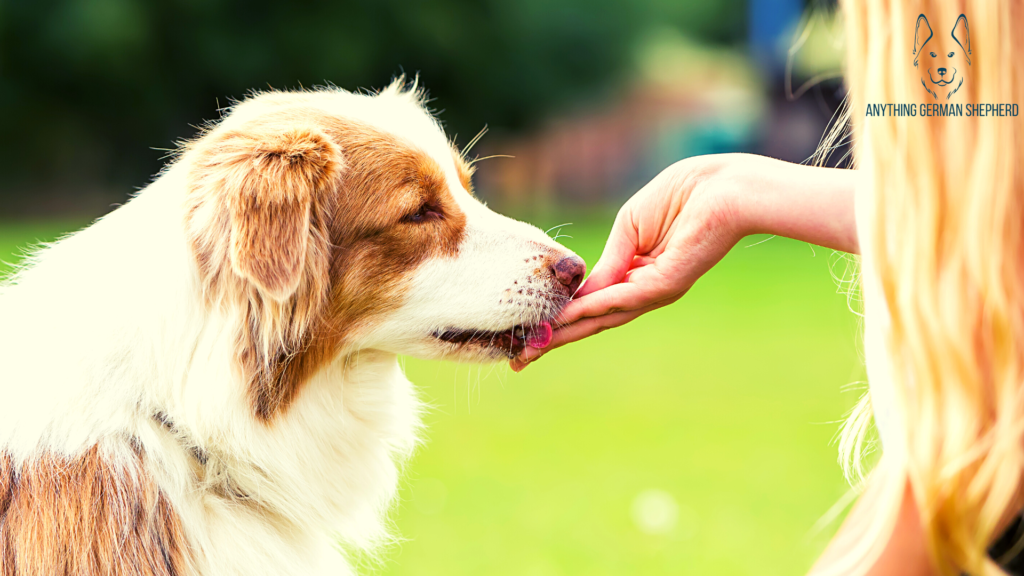 signs-of-heatstroke-in-australian-shepherds