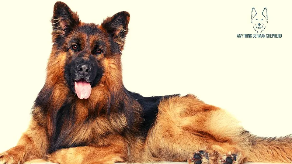 What-Kind-of-Ears-Will-My-German-Shepherd-Have