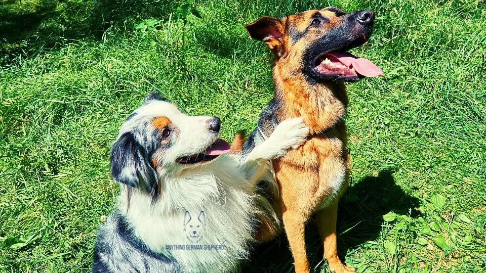 australian-shepherd-and-german-shepherd-sitting-together-on-the-lawn