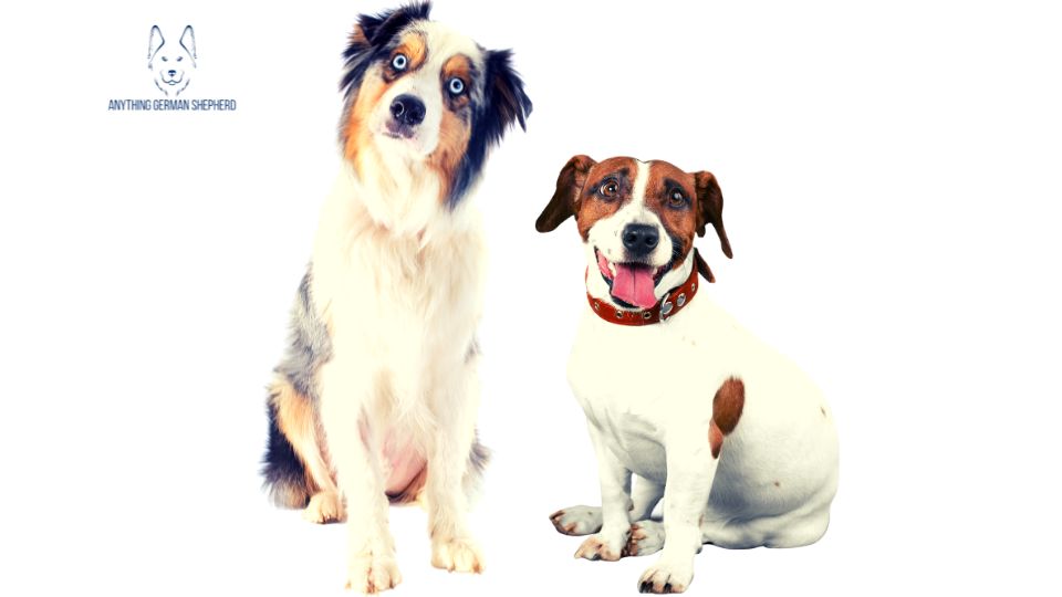 australian-shepherd-and-jack-russell-sitting-together-on-the-floor