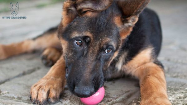 best-chew-toys-for-german-shepherd-puppies