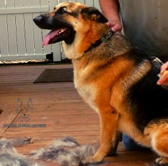 best-grooming-tools-for-German-Shepherds