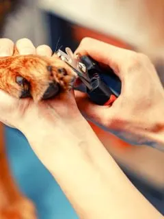 german-shepherd-nails-being-cut-by-nail-trimmer