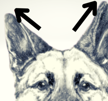 ears-not-facing-forward