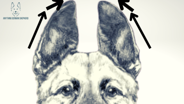 German Shepherd Ears Chart: 12 Different Shapes | Anything German Shepherd